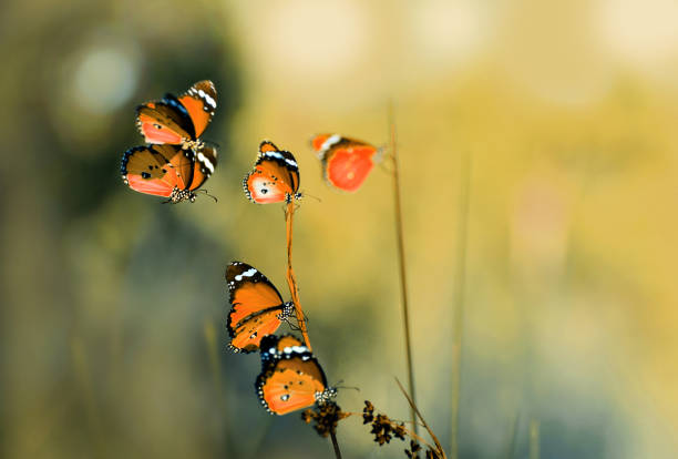 istock Closeup  beautiful butterfly  & flower in the garden. 1270118607