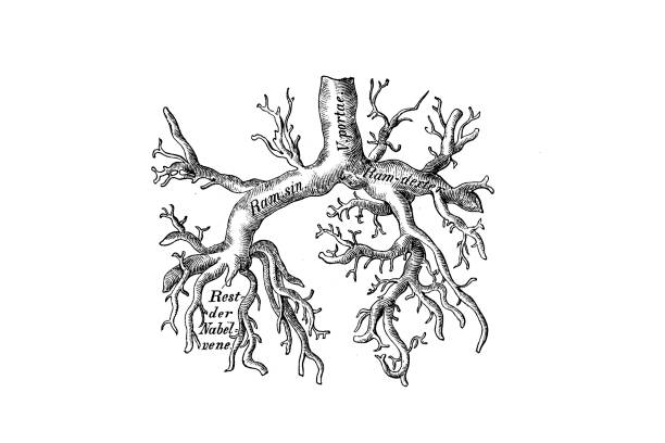 ilustraciones, imágenes clip art, dibujos animados e iconos de stock de vena porta del niño - human vein illustrations