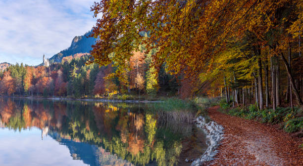 Autumn landscape in bavarian alps. Bavarian forest on the lakeshore near the town Fussen Autumn scenery near the lake Alpsee in the bavarian alps, near the german city Fussen. Panorama with the bavarian forest in autumn colors bavarian forest stock pictures, royalty-free photos & images