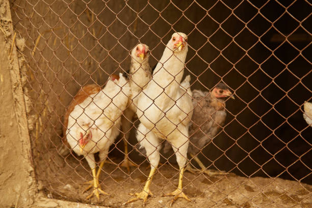 istock light-colored hens in a chicken coop behind bars 1270119437