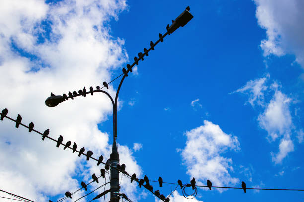 istock Pigeons sitting on wires 1270119451