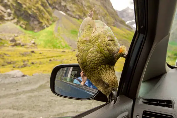Kea parrot breaks down the car sitting on a car mirror, South Island, New Zealand
