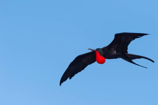 Frigate bird in flight, Galapagos islands Male frigatebird with red inflatable pouch throat (gular sac). fregata minor stock pictures, royalty-free photos & images