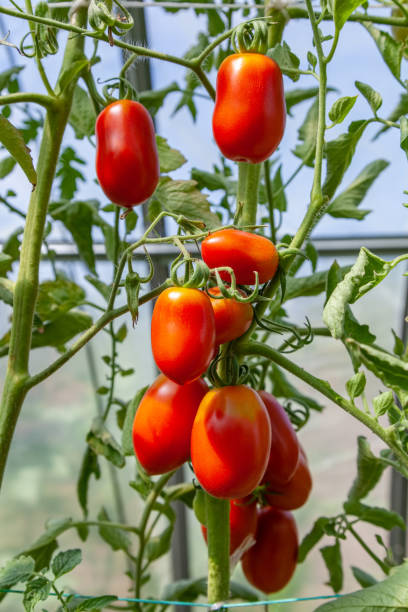 istock Red tomatoes grow in a greenhouse 1270119772