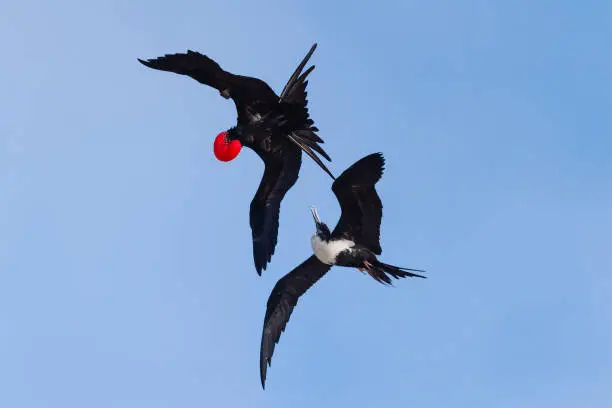Photo of Frigate bird in flight, Galapagos islands