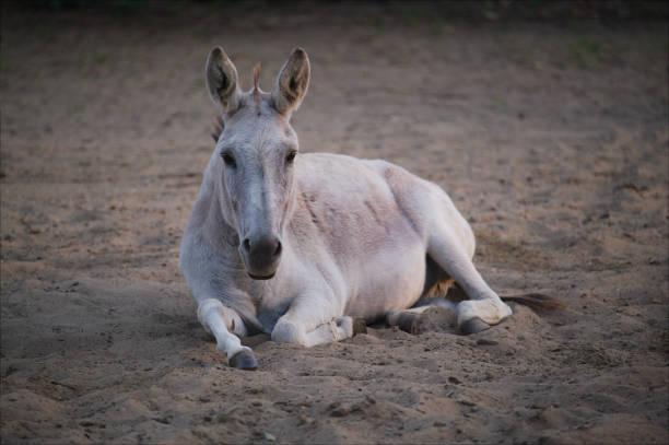 istock Donkey in the sand 1270119958