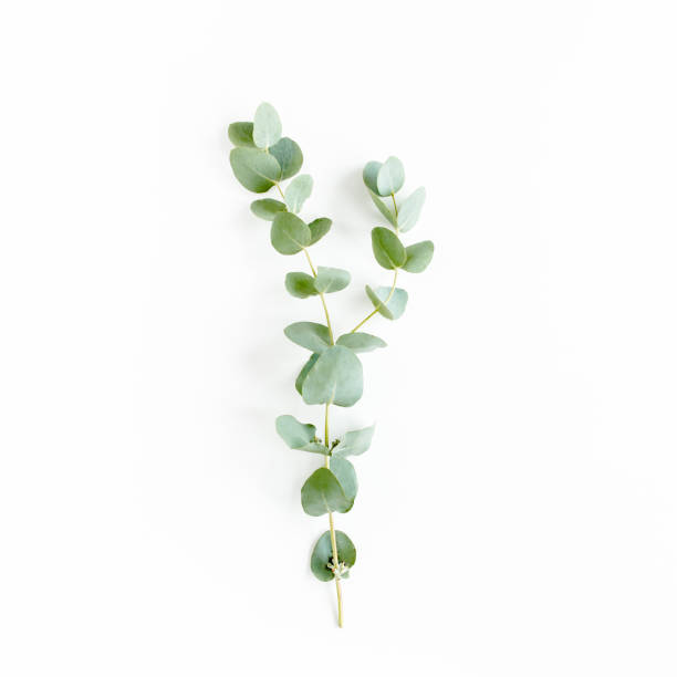 istock green branch eucalyptus on white background. flat lay, top view 1270120773