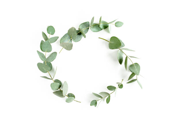 istock Wreath frame made of branches eucalyptus and leaves isolated on white background. Flat lay. Top view 1270120840