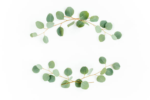 istock Wreath frame made of branches eucalyptus and leaves isolated on white background. Flat lay. Top view 1270121036