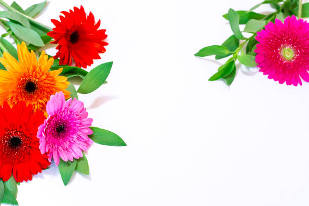 istock bouquet of gerbera flowers on a white background 1270121051