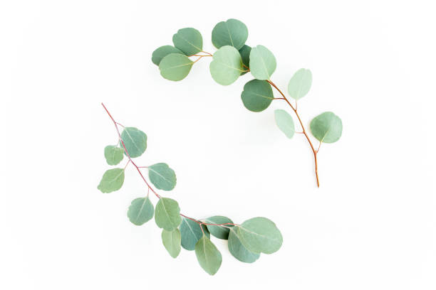 istock Wreath frame made of branches eucalyptus and leaves isolated on white background. Flat lay. Top view 1270121108
