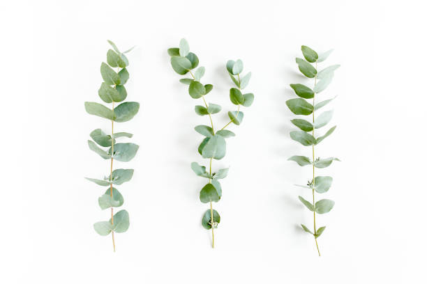 istock pattern made of branches eucalyptus, leaves and cotton isolated on pink background with empty space for text. Flat lay, top view 1270121174