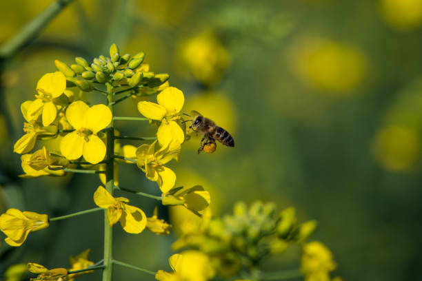 istock African honey bee pollinating canola flowers 1270121194