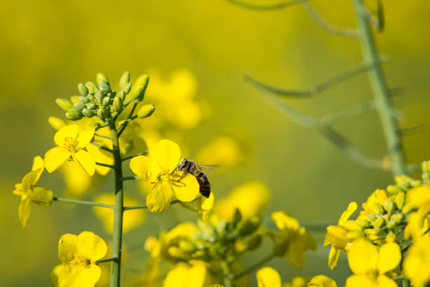 istock African honey bee pollinating canola flowers 1270121261