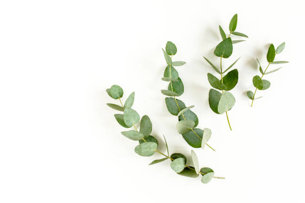 istock pattern made of branches eucalyptus, leaves and cotton isolated on pink background with empty space for text. Flat lay, top view 1270121320