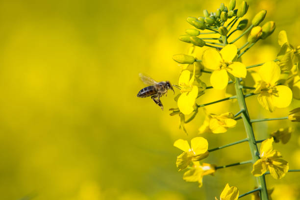 istock African honey bee pollinating canola flowers 1270121925