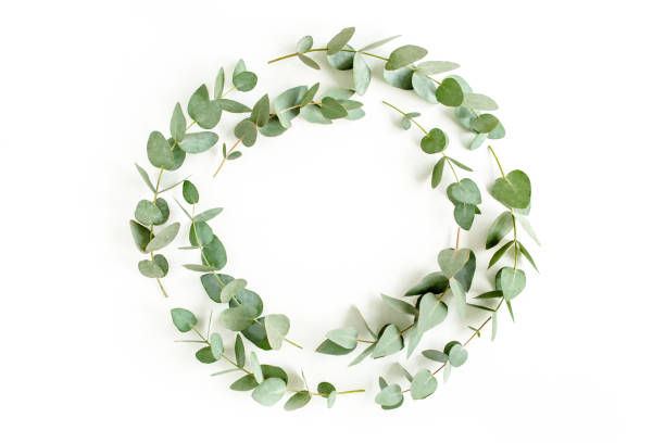 istock Wreath frame made of branches eucalyptus and leaves isolated on white background. Flat lay. Top view 1270121970