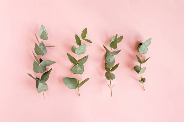 istock green leaves eucalyptus isolated on pink background. flat lay, top view 1270122212