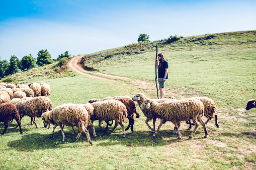 Long Haired Male Shepherding A Flock Of Sheep Before Becoming A Monk