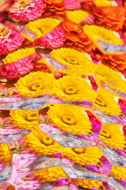 istock Reflection of zinnia flowers 1270123501