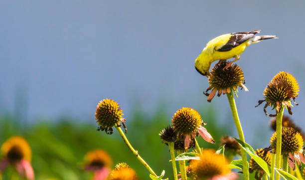 Male goldfinch eating coneflower seeds stock photo