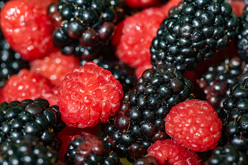 This is a close up of freshly rinsed raspberries and blackberries in California, USA.
