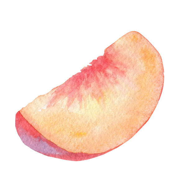 흰색 배경에 분리 복숭아 과일의 수채화 조각 - peach fruit portion orange stock illustrations