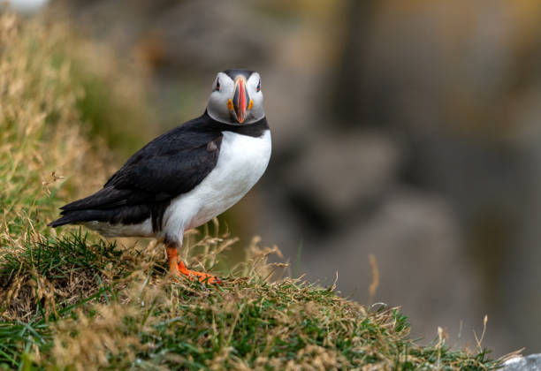 istock The Atlantic puffin, also known as the common puffin 1270124768