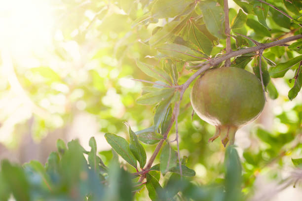Pomegranate on abstract background with green garnet tree leaves