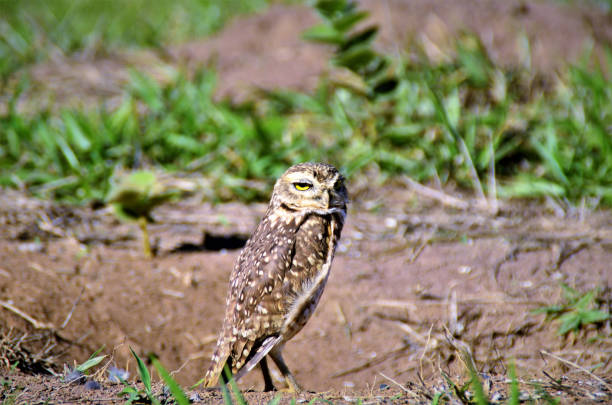 istock Athene cunicularia parade in the hole in the field 1270125937