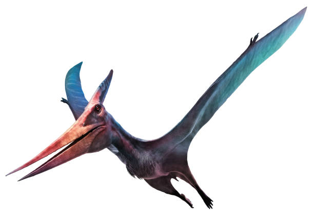 Pteranodon flying dinosaur 3D illustration Pteranodon flying dinosaur 3D illustration cretaceous photos stock pictures, royalty-free photos & images