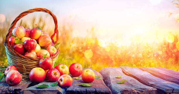 istock Red Apples In Basket On Table At Sunset In Background - Fall And Harvest Concept 1270126520
