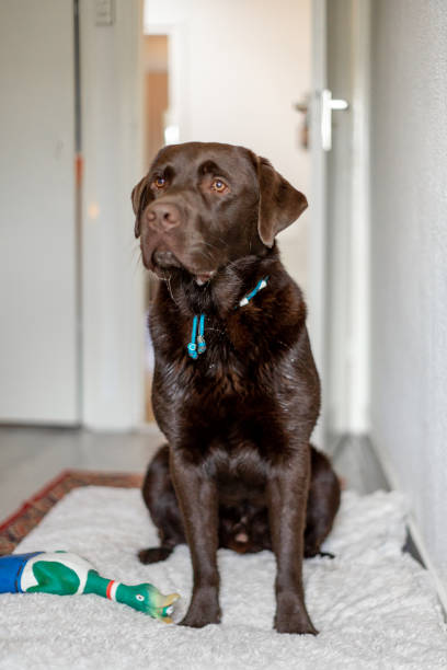 istock Chocolate labrador retriever 1 year old playing at home 1270126764