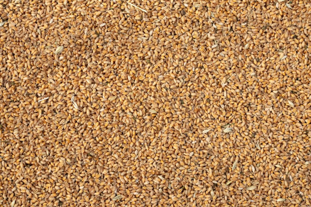 istock Pile of wheat kernels as background 1270126893