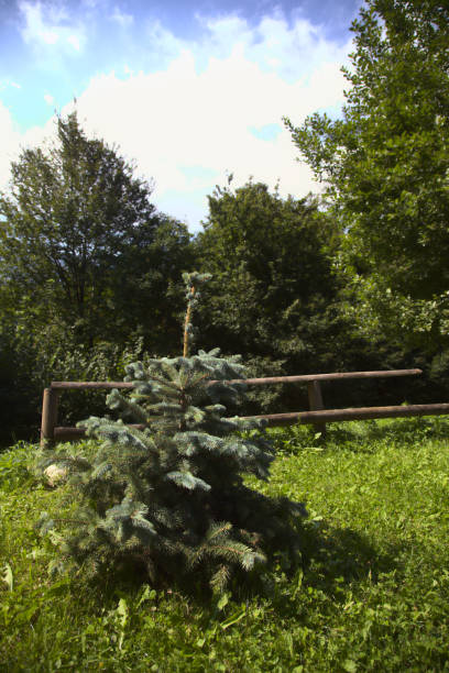 istock A young pine tree in a garden next to a wooden railing 1270127756