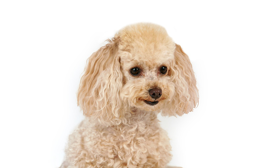Profile headshot of a white poodle sitting in a studio with a white background.