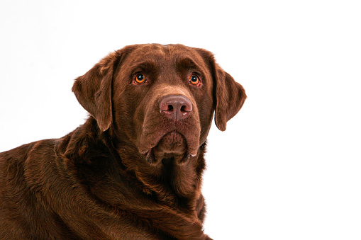 Adult labrador retriever looks off camera while lying down.
