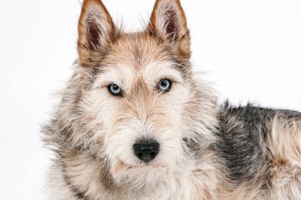 istock Headshot of Australian Shepherd Dog 1270127922