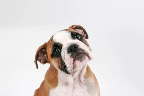 Photo of Portrait of Bulldog with Quizzical Face