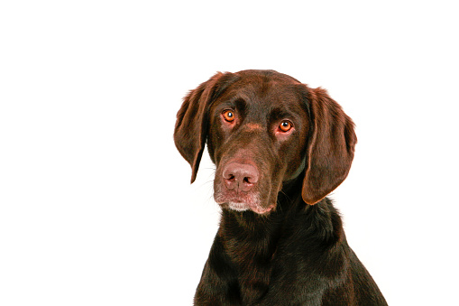 The portrait of a serious brown marble German Shorthaired Pointer dog posing outdoors in spring