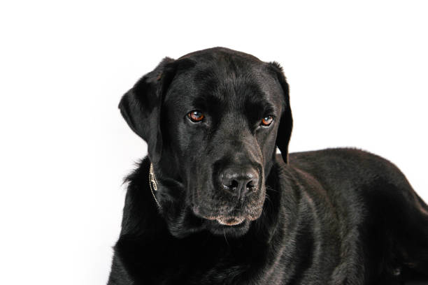 istock Portrait of Black Labrador Looking Intently Off Camera 1270127929