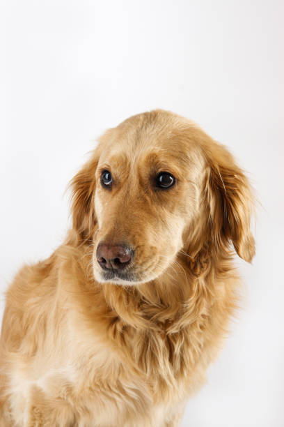 istock Golden Retriever Portrait 1270127934
