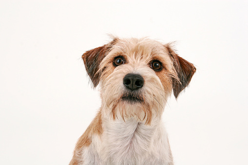 Headshot of a curious Brown and White Terrier looking into the camera.