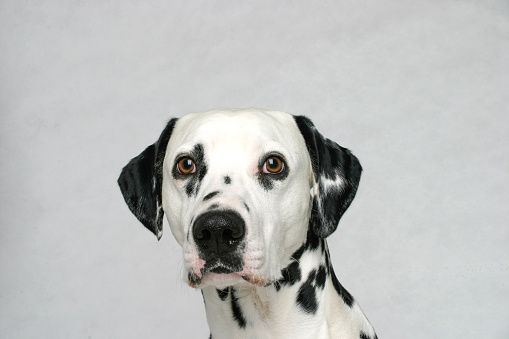 Young beautiful thoroughbred Dalmatian dog posing isolated over gray studio background. Concept of breed, vet, beauty, animal haelth and life, care. Pet looks calm, healthy and cute