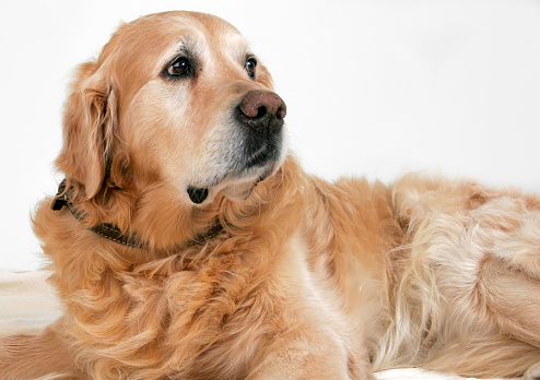 Portrait of an older adult golden retriever dog with head turned away.