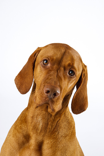 Portrait of a Brown Wischler Dog looking sad