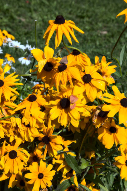 istock Echinacea rudbeckia in a flowerbed in summer 1270128130
