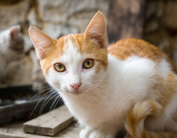 istock Close-up portrait of a cat 1270128192