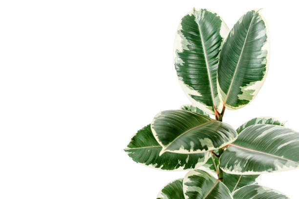 Home plant green leaf ficus benjamina, elastica on a white background Home plant green leaf ficus benjamina, elastica on a white background . High quality photo indian rubber houseplant stock pictures, royalty-free photos & images