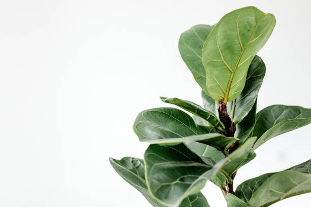 istock Home plant green leaf ficus benjamina, elastica on a white background 1270129323